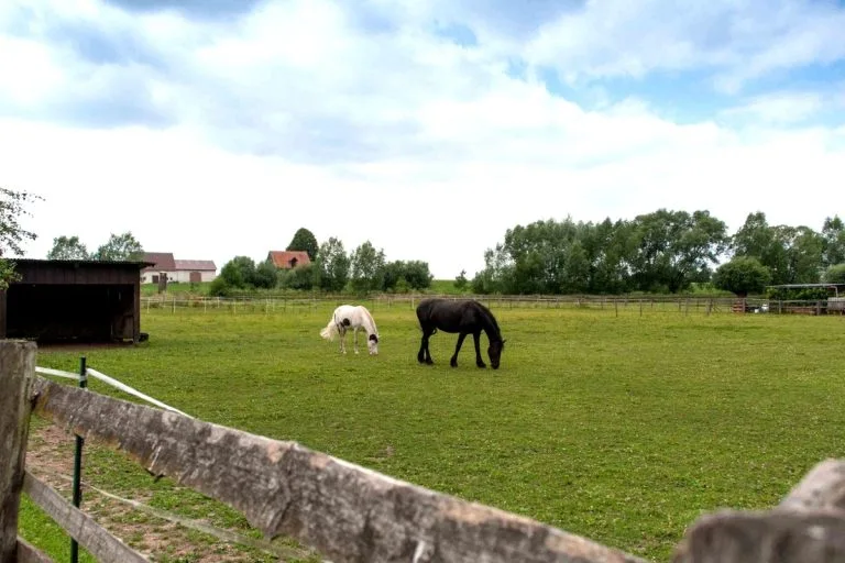Pferde auf der Weide