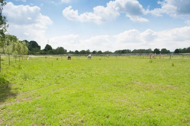 Pferde auf der Weide